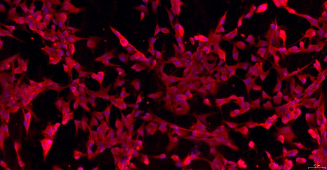 Primary Feline Satellite Glial Cells (SGC)
