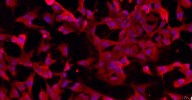 Primary Feline Satellite Glial Cells (SGC)