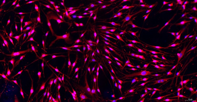 Primary Mouse Satellite Glial Cells (SGC)