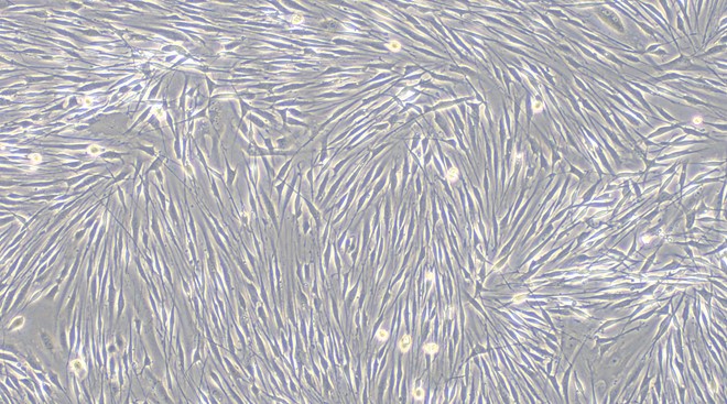 Primary Mouse Satellite Glial Cells (SGC)