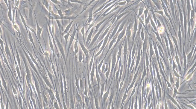 Primary Mouse Satellite Glial Cells (SGC)
