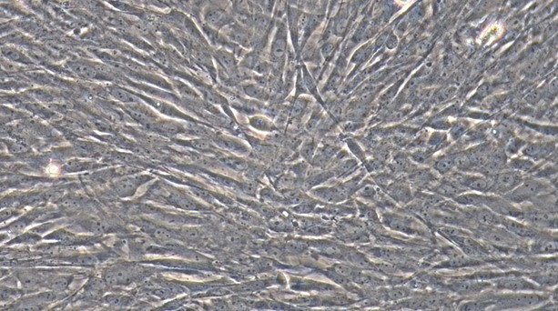 Primary Rat Satellite Glial Cells (SGC)