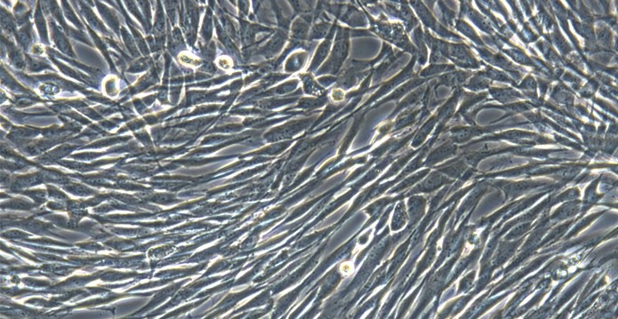 Primary Canine Olfactory Sustentacular Cells (OSCs)