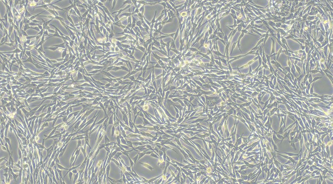 Primary Canine Costochondral Chondrocytes (CC)