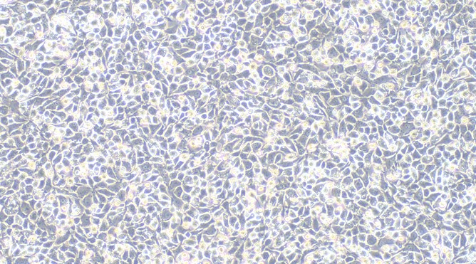 Primary Rat Costochondral Chondrocytes (CC)