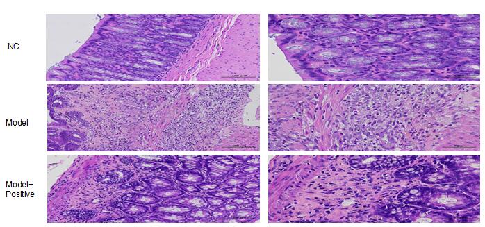 Rat Model for Colitis