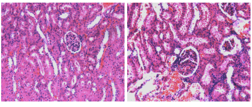 Rat Model for Diabetes Mellitus (DM)