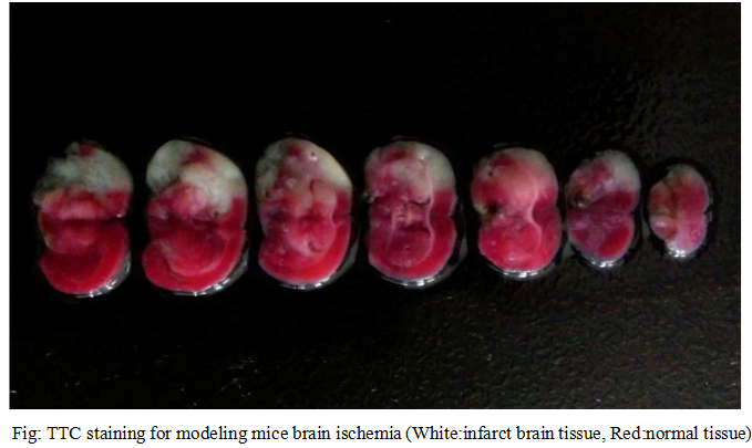 Mouse Model for Cerebral Ischemia (CI)