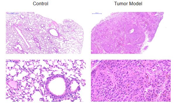 Mouse Model for Tumor Transplantation (TT)