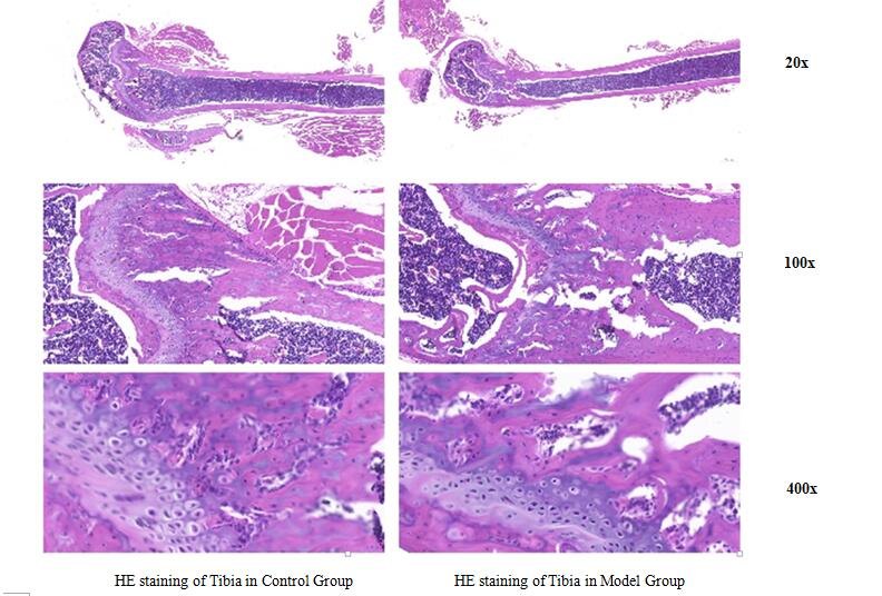 Rat Model for Osteoporosis (OP)