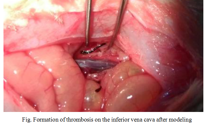 Rat Model for Venous Thromboembolism (VTE)