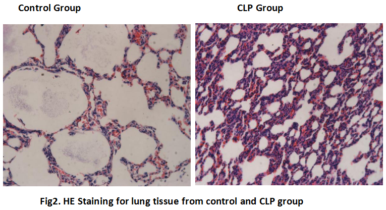 Rat Model for Sepsis