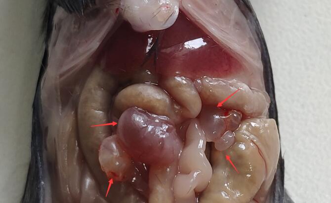 Mouse Model for Endometriosis (EM)