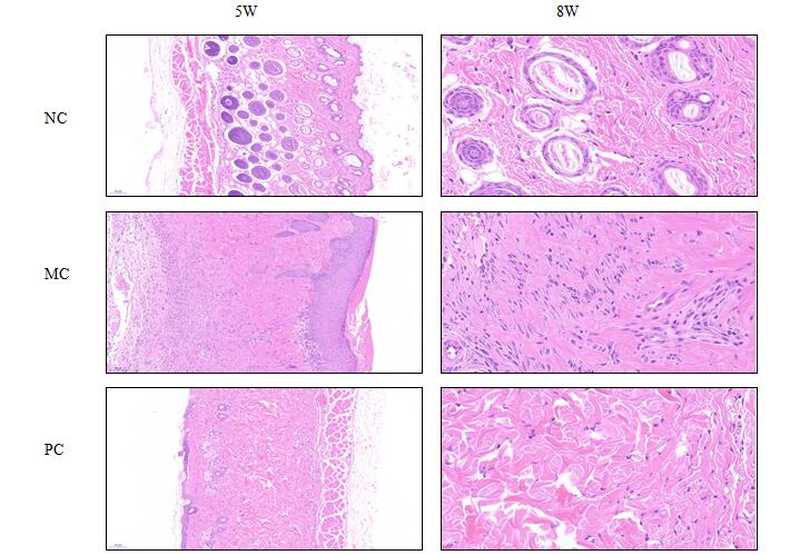 Mouse Model for Skin Photoaging (SP)