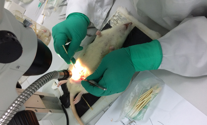 Rat Model for Seminal Vesicle Occlusion (SVO)