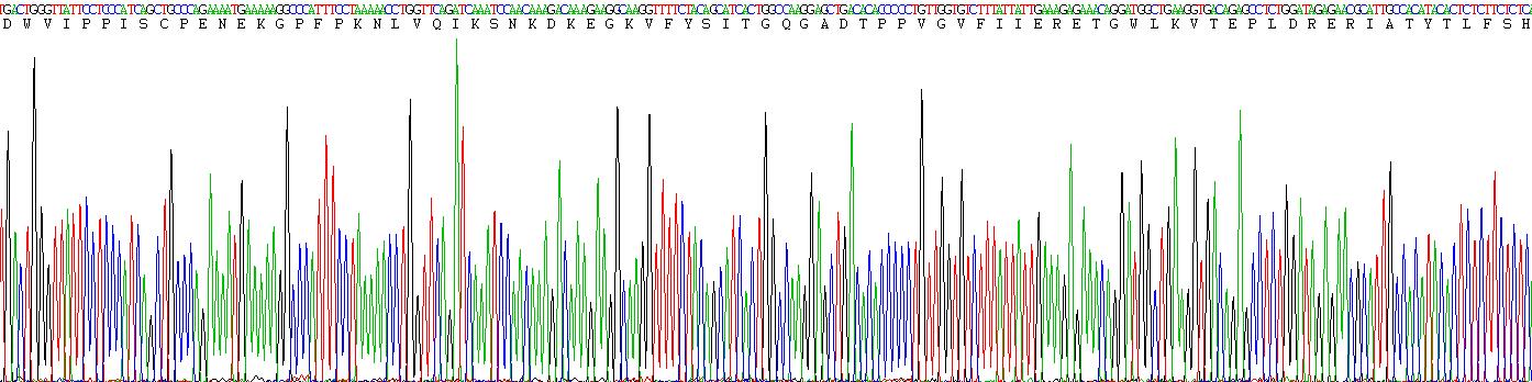 Eukaryotic E-cadherin