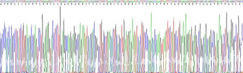 Eukaryotic Erythropoietin (EPO)