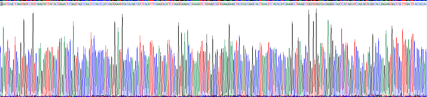 Eukaryotic Fibronectin (FN)