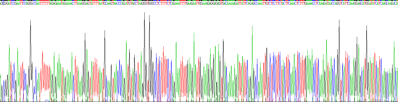 Eukaryotic Interferon Gamma (IFNg)