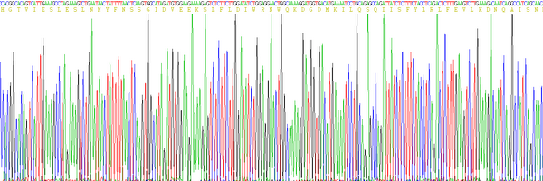 Eukaryotic Interferon Gamma (IFNg)