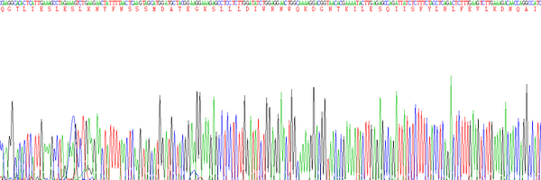 Eukaryotic Interferon Gamma (IFNg)