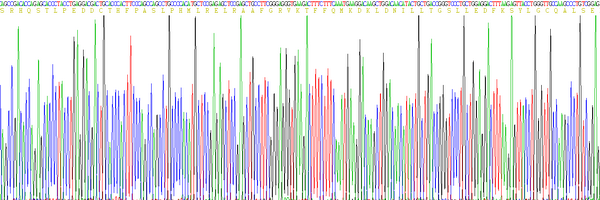 Eukaryotic Interleukin 10 (IL10)