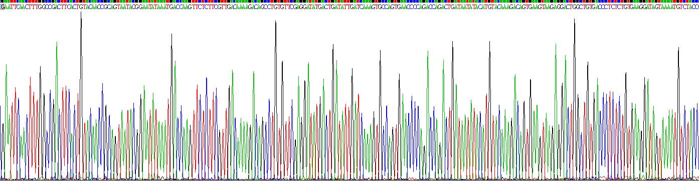 Eukaryotic Interleukin 18 (IL18)