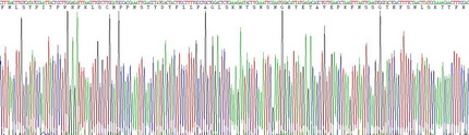 Eukaryotic Leptin Receptor (LEPR)