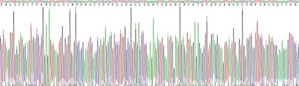 Eukaryotic Leptin Receptor (LEPR)