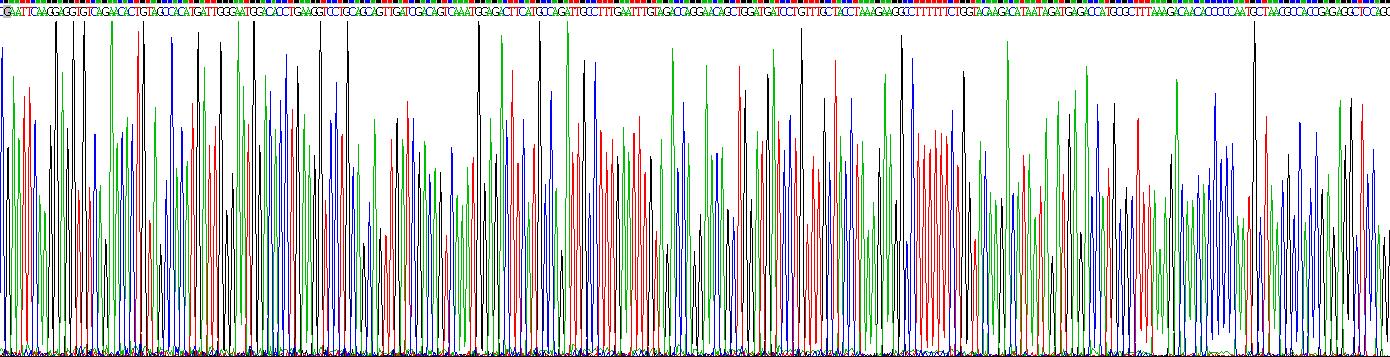 Eukaryotic Colony Stimulating Factor 1, Macrophage (MCSF)