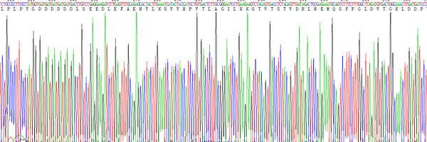 Eukaryotic Matrix Metalloproteinase 13 (MMP13)