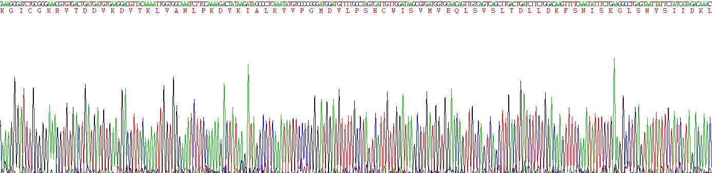 Eukaryotic Stem Cell Factor (SCF)