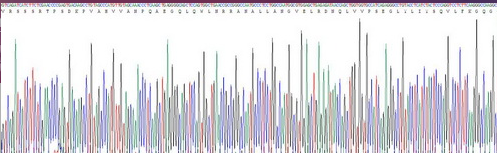 Eukaryotic Tumor Necrosis Factor Alpha (TNFa)