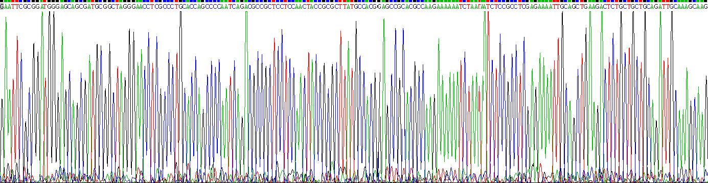 Eukaryotic Cardiac Troponin I (cTnI)