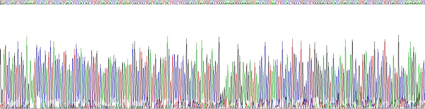 Eukaryotic Immunoglobulin A (IgA)