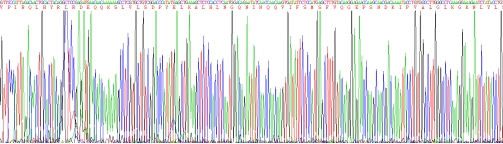 Eukaryotic Interleukin 1 Beta (IL1b)