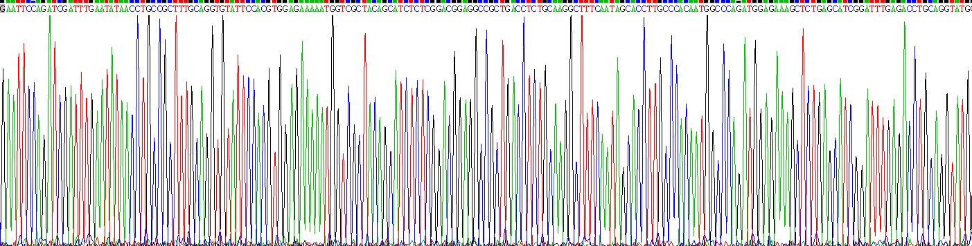 Eukaryotic Homing Associated Cell Adhesion Molecule (HCAM)