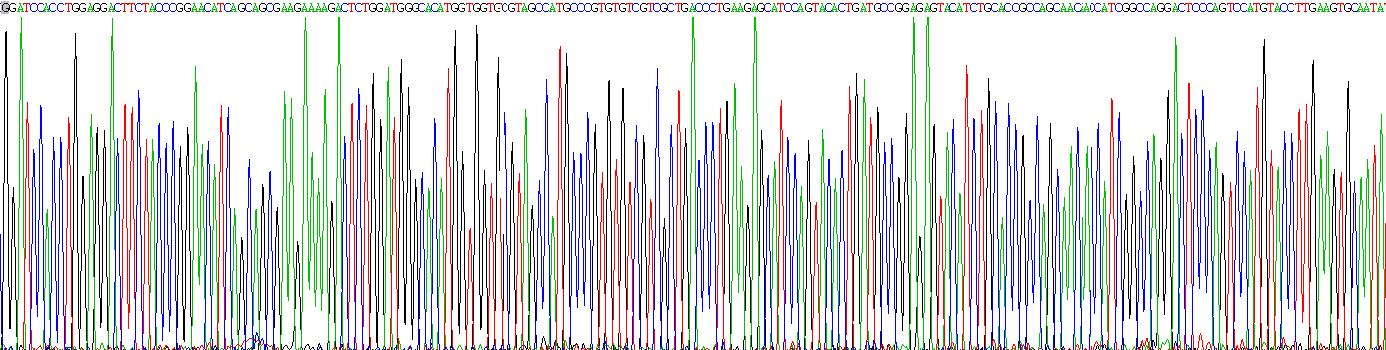 Eukaryotic Cluster Of Differentiation 56 (CD56)