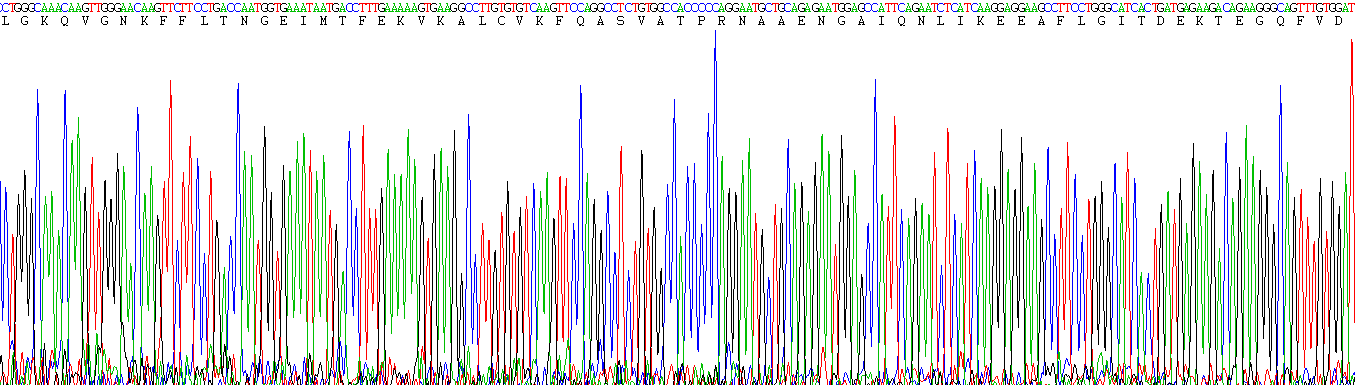 Eukaryotic Mannose Binding Lectin (MBL)