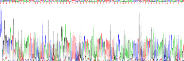 Eukaryotic Cerebral Dopamine Neurotrophic Factor (CDNF)