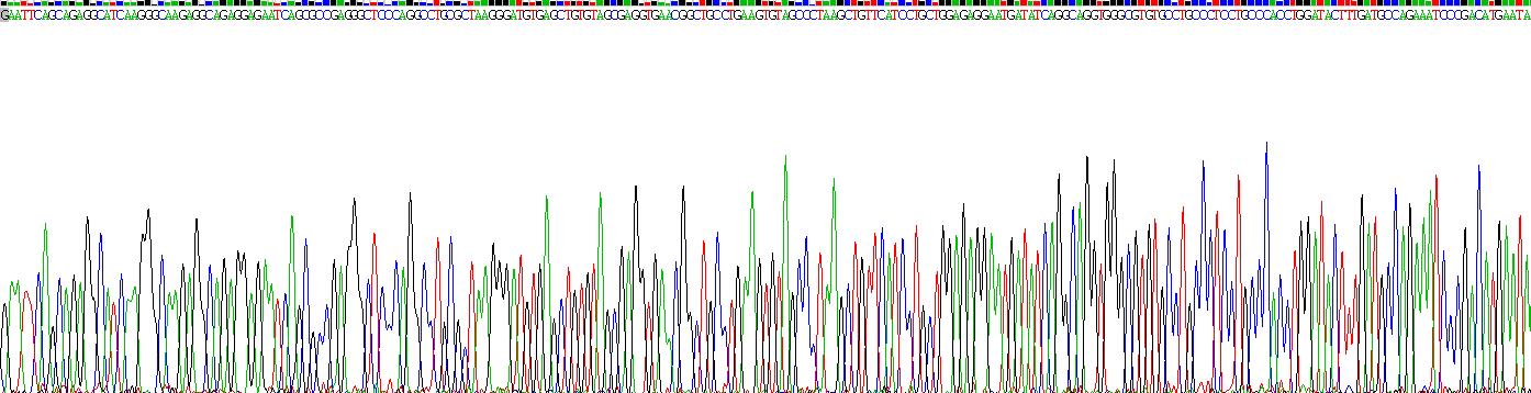 Eukaryotic R-Spondin 1 (RSPO1)