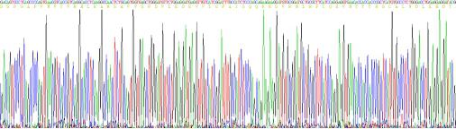 Eukaryotic Fibronectin Type III Domain Containing Protein 5 (FNDC5)