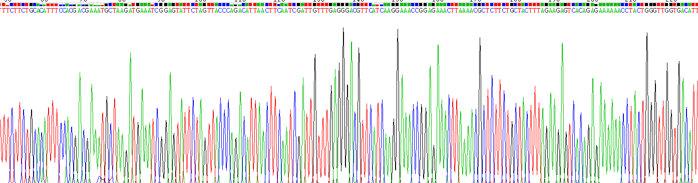 Eukaryotic Poly ADP Ribose Glycohydrolase (PARG)