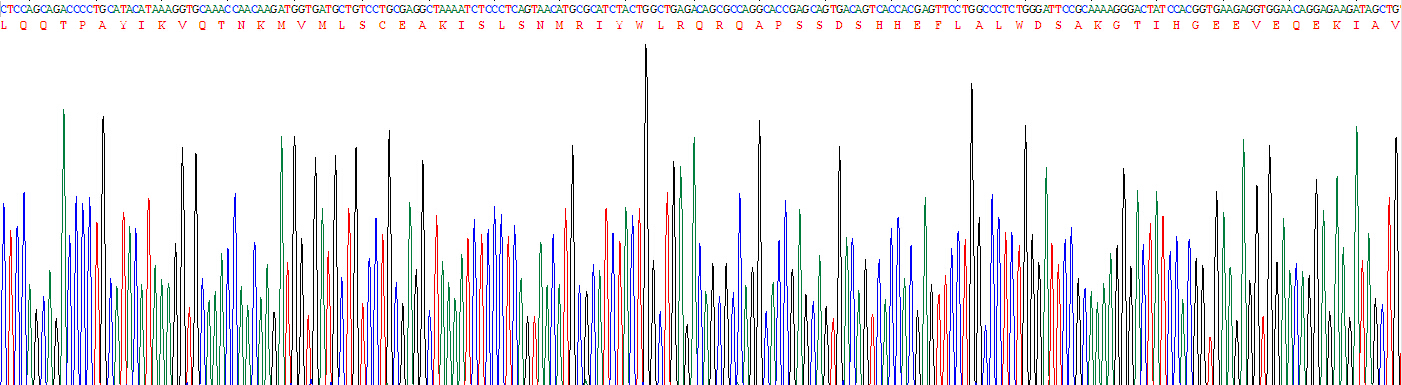 Eukaryotic Cluster Of Differentiation 8b (CD8b)