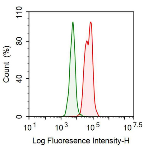 Anti-Angiopoietin 1 (ANGPT1) Monoclonal Antibody