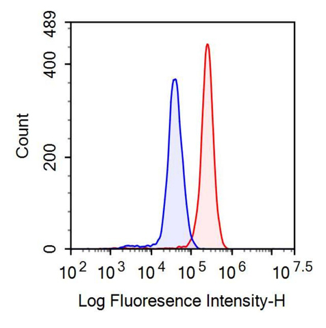 Anti-Glial Cell Line Derived Neurotrophic Factor (GDNF) Polyclonal Antibody