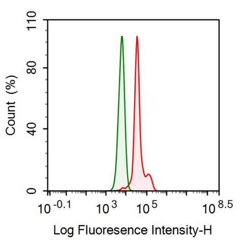 Anti-Insulin Like Growth Factor Binding Protein 1 (IGFBP1) Monoclonal Antibody