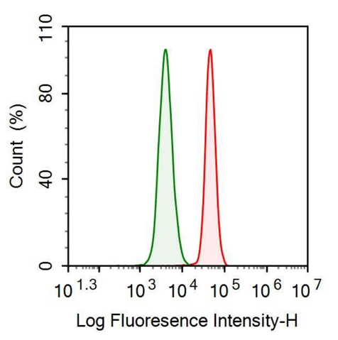 Anti-Interleukin 1 Receptor Type I (IL1R1) Polyclonal Antibody