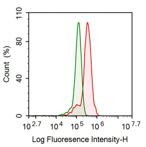 Anti-Glial Fibrillary Acidic Protein (GFAP) Monoclonal Antibody