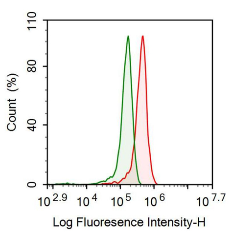Anti-Glial Fibrillary Acidic Protein (GFAP) Monoclonal Antibody